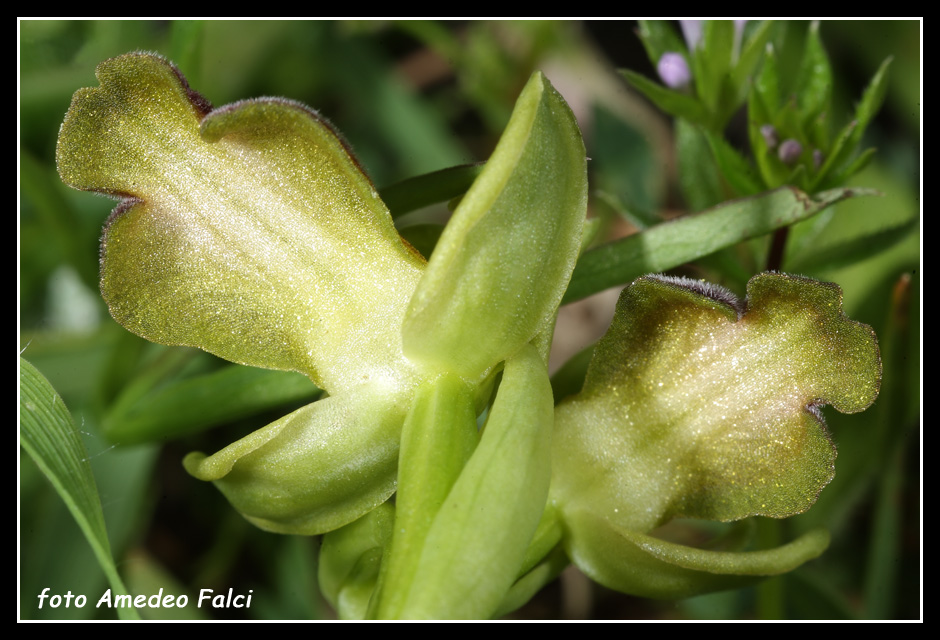 ORCHIDEE DI SICILIA: Ophrys obaesa Lojacono